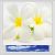 Plumeria White flowers Digitally Printed Photo Roller Blind