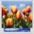 Tulips Digitally Printed Photo Roller Blind