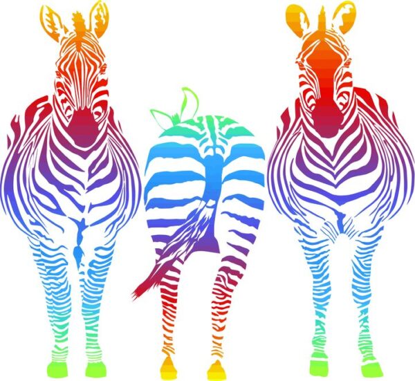 Rainbow Zebra Digitally Printed Photo Roller Blind