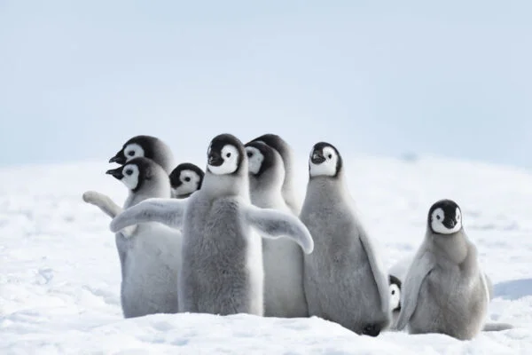 Penguin Chicks Digitally Printed Photo Roller Blind