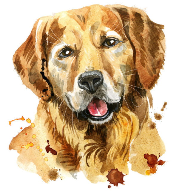 Golden Retriever Digitally Printed Photo Roller Blind