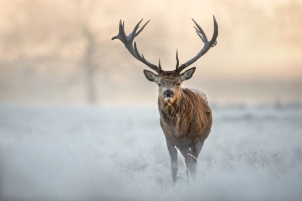 Red Stag Digitally Printed Photo Roller Blind