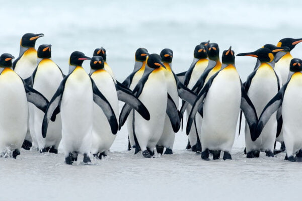 Penguins Digitally Printed Photo Roller Blind