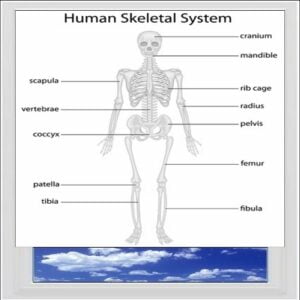 Basic Skeleton Digitally Printed Photo Roller Blind