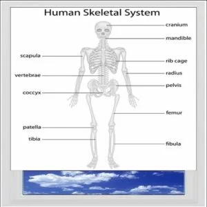 Basic Skeleton Digitally Printed Photo Roller Blind