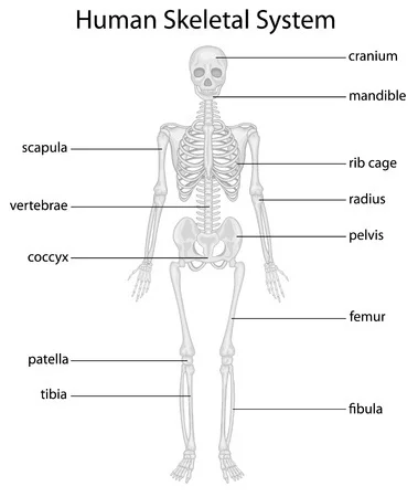 Basic Skeleton Digitally Printed Photo Roller Blind - Image 2