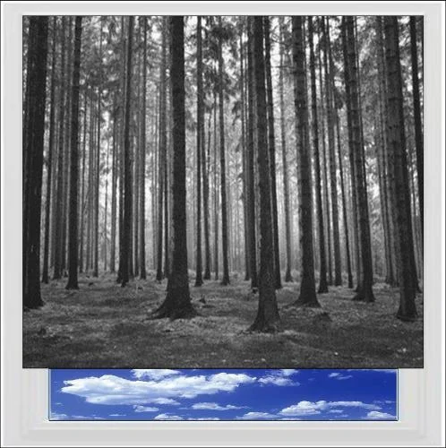 Black and White Forest Digitally Printed Photo Roller Blind - Image 2