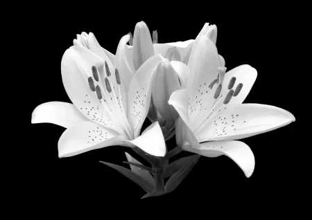 Black and White Lily Digitally Printed Photo Roller Blind - Image 2