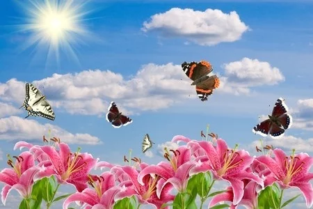 Butterflies and Pink Lilies Digitally Printed Photo Roller Blind - Image 2
