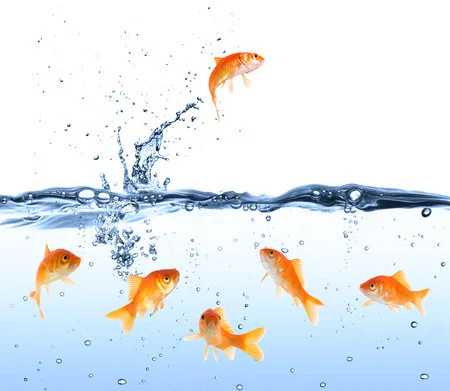 Goldfish Digitally Printed Photo Roller Blind - Image 2