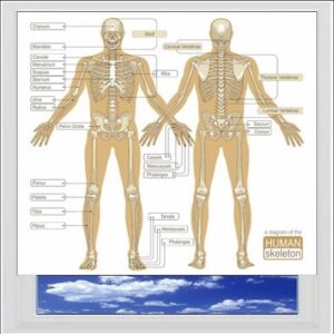 Human Skeleton Digitally Printed Photo Roller Blind