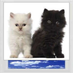 Kittens Digitally Printed Photo Roller Blind
