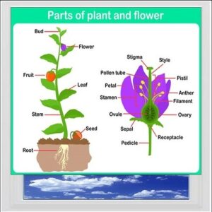 Parts Of Plant Digitally Printed Photo Roller Blind