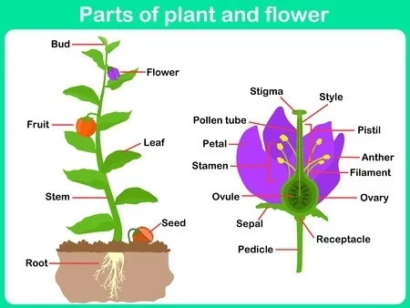 Parts Of Plant Digitally Printed Photo Roller Blind - Image 2