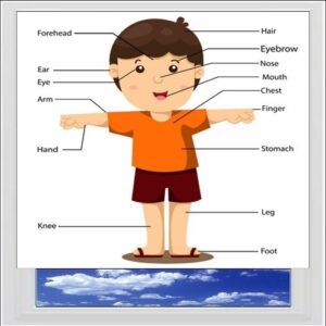 Parts Of The Body Boy Digitally Printed Photo Roller Blind