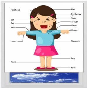 Parts Of The Body Girl Digitally Printed Photo Roller Blind