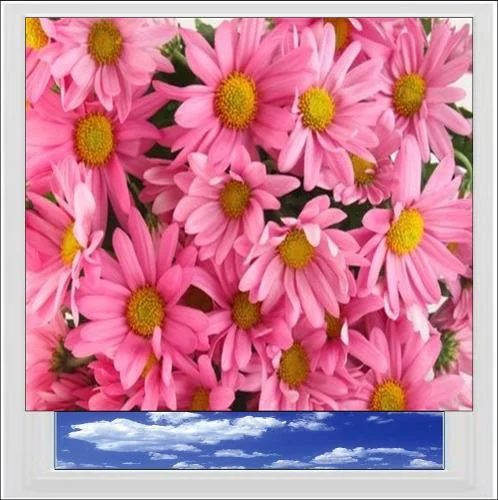 Pink Daisies Digitally Printed Photo Roller Blind