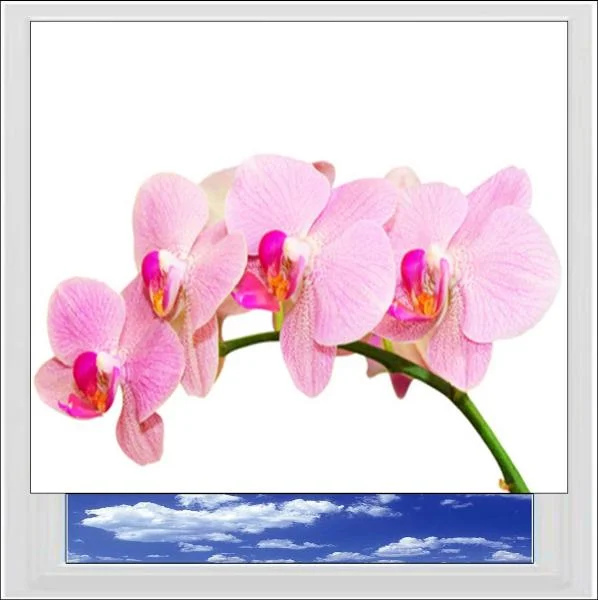 Pink Orchid Digitally Printed Photo Roller Blind