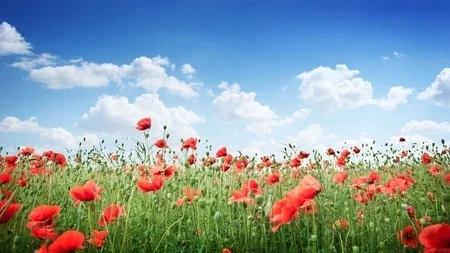 Poppy Meadow Digitally Printed Photo Roller Blind - Image 2