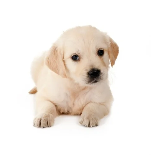 Puppy Dog Digitally Printed Photo Roller Blind - Image 2