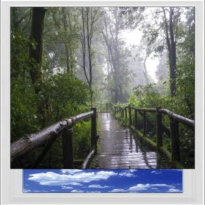 Rain Forest Digitally Printed Photo Roller Blind