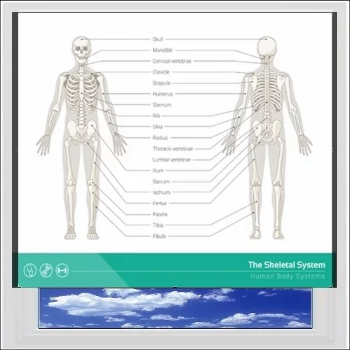 Skeleton Digitally Printed Photo Roller Blind