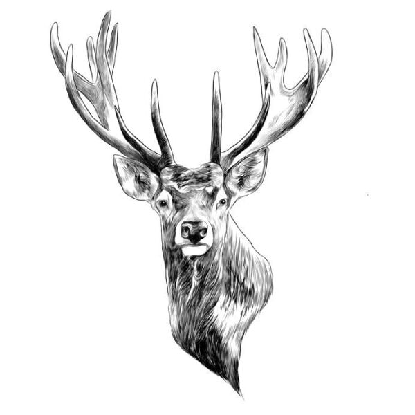 Stags Head Digitally Printed Photo Roller Blind - Image 2