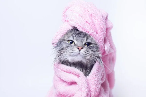 Kitten Bathtime Digitally Printed Photo Roller Blind - Image 2