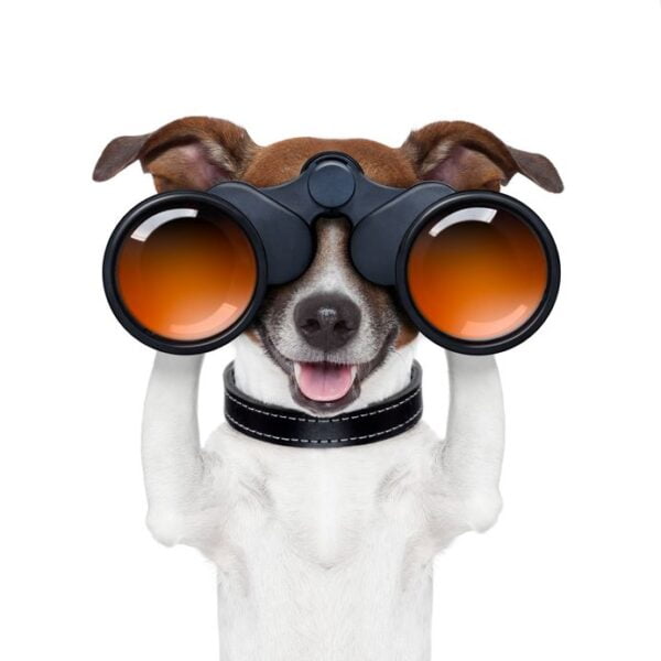Binoculars Dog Digitally Printed Photo Roller Blind