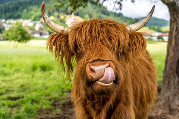 Highland Cow Digitally Printed Photo Roller Blind
