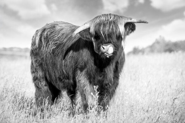 Highland Cow BW Digitally Printed Photo Roller Blind