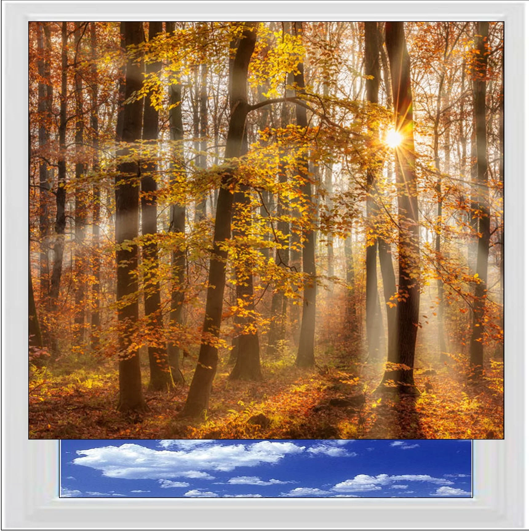 Autumn Forest Trees Digitally Printed Photo Roller Blind