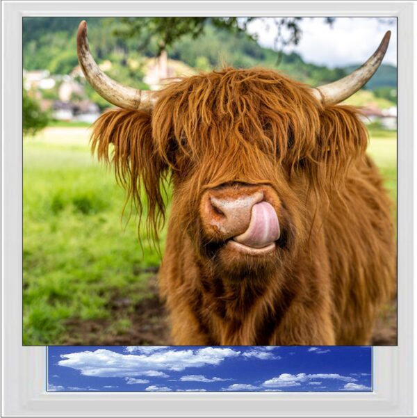 Highland Cow Digitally Printed Photo Roller Blind